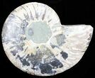Polished Ammonite Fossil (Half) - Agatized #64997-1